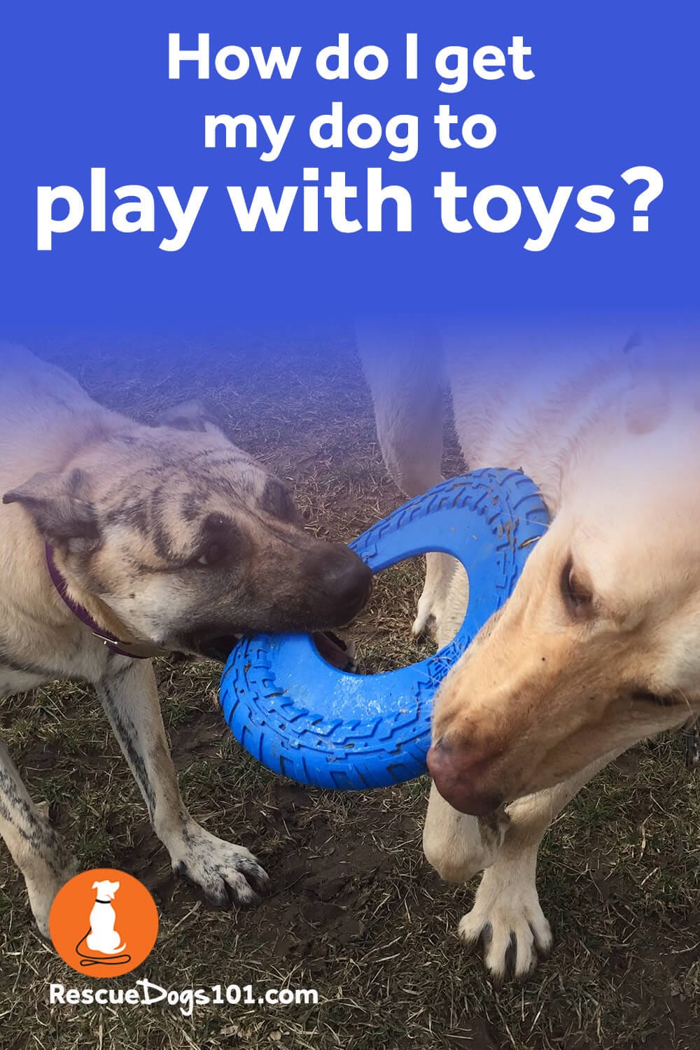 My Dog Won’t Play with Toys