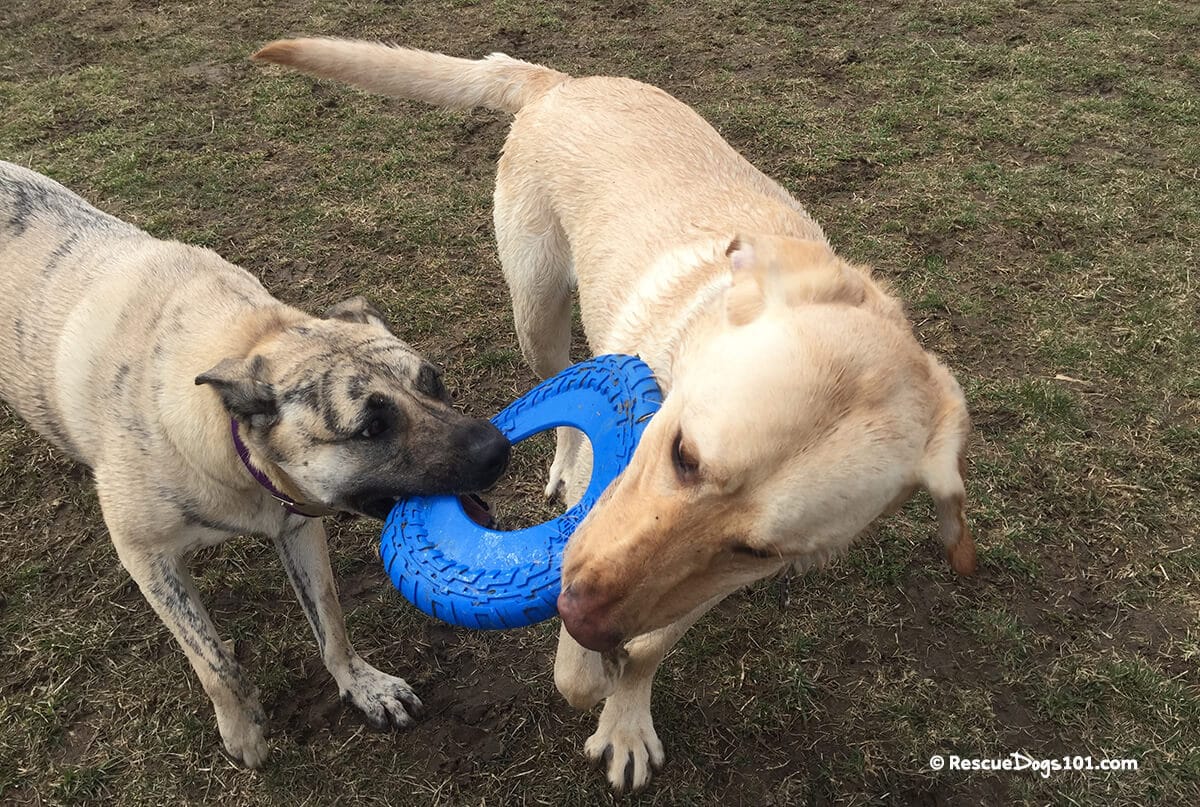 My Dog Won’t Play with Toys