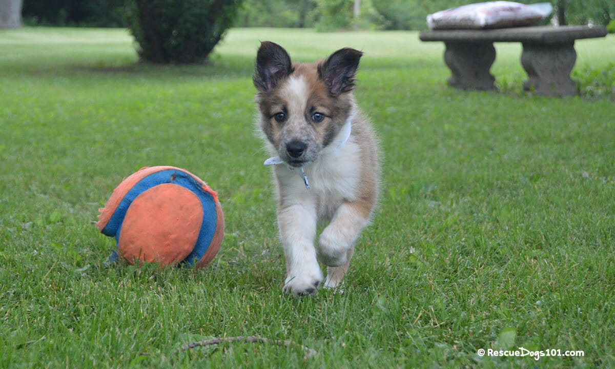 My Dog Won’t Play with Toys