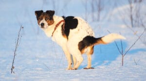 10 Home Remedies for Your Dog with Diarrhea (Vet Approved)