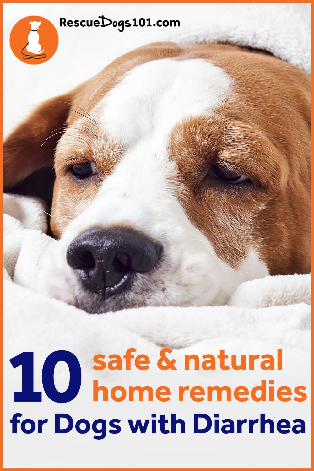 10 Home Remedies for Your Dog with Diarrhea (Vet Approved)