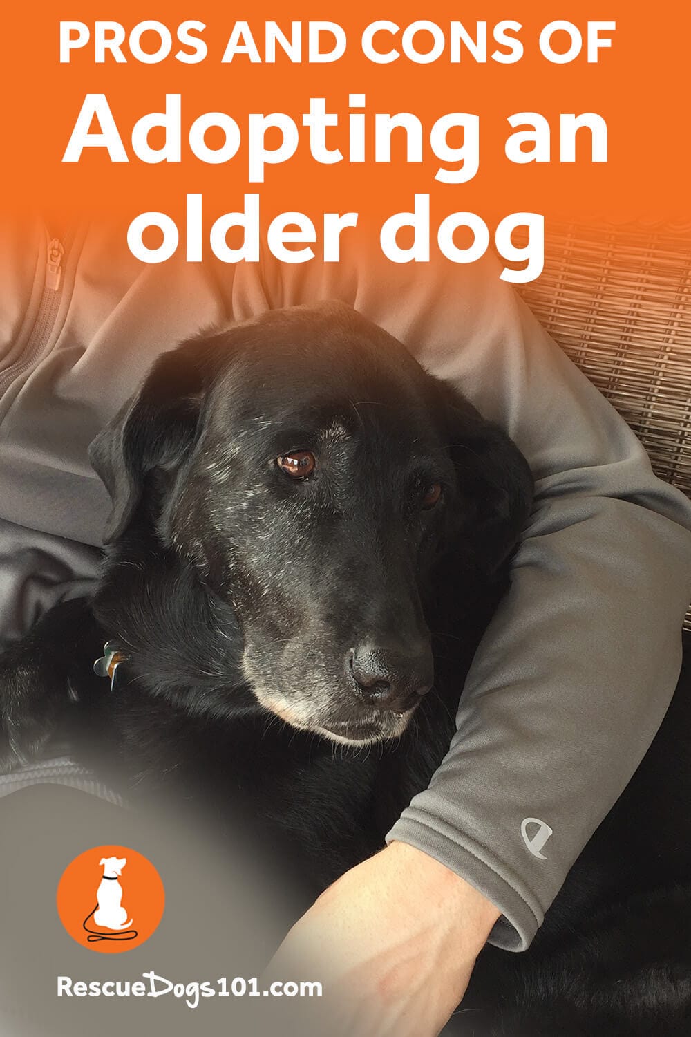 Pros and cons of adopting an older or senior dog