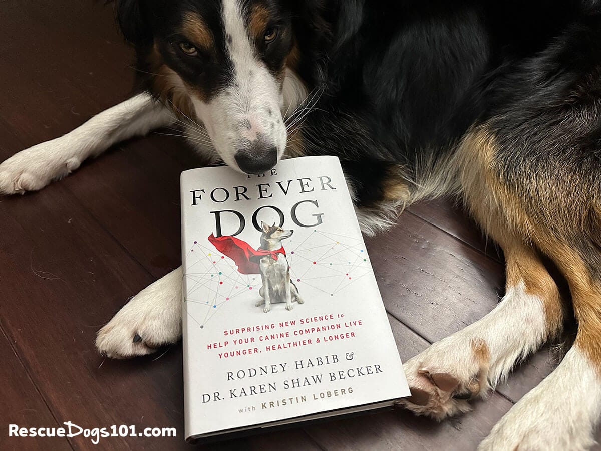 Unique Gifts For Animal Lovers New Dog Owner Gifts 60+ Gift