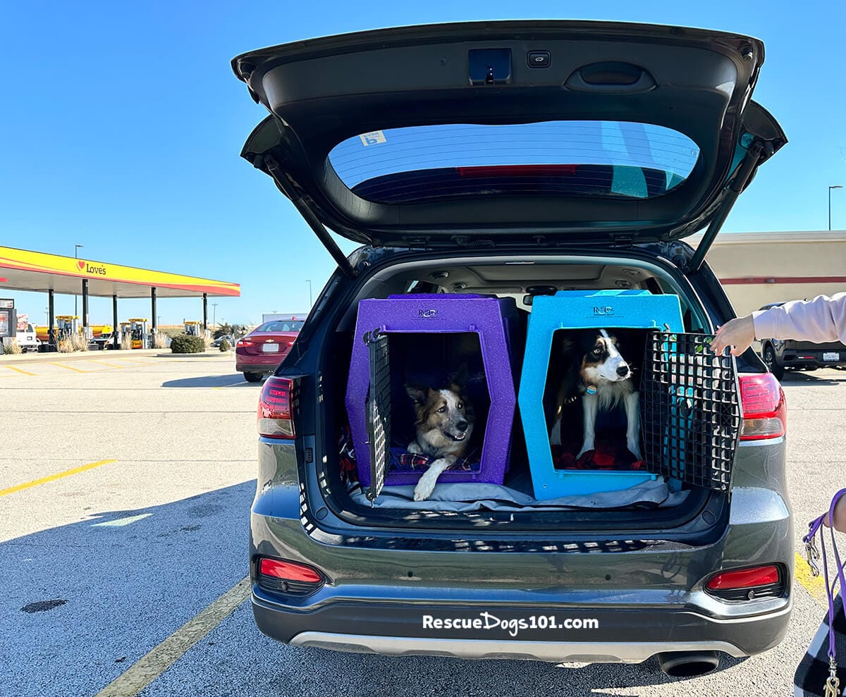 The Ultimate Guide to Traveling with Your Dog in the Car