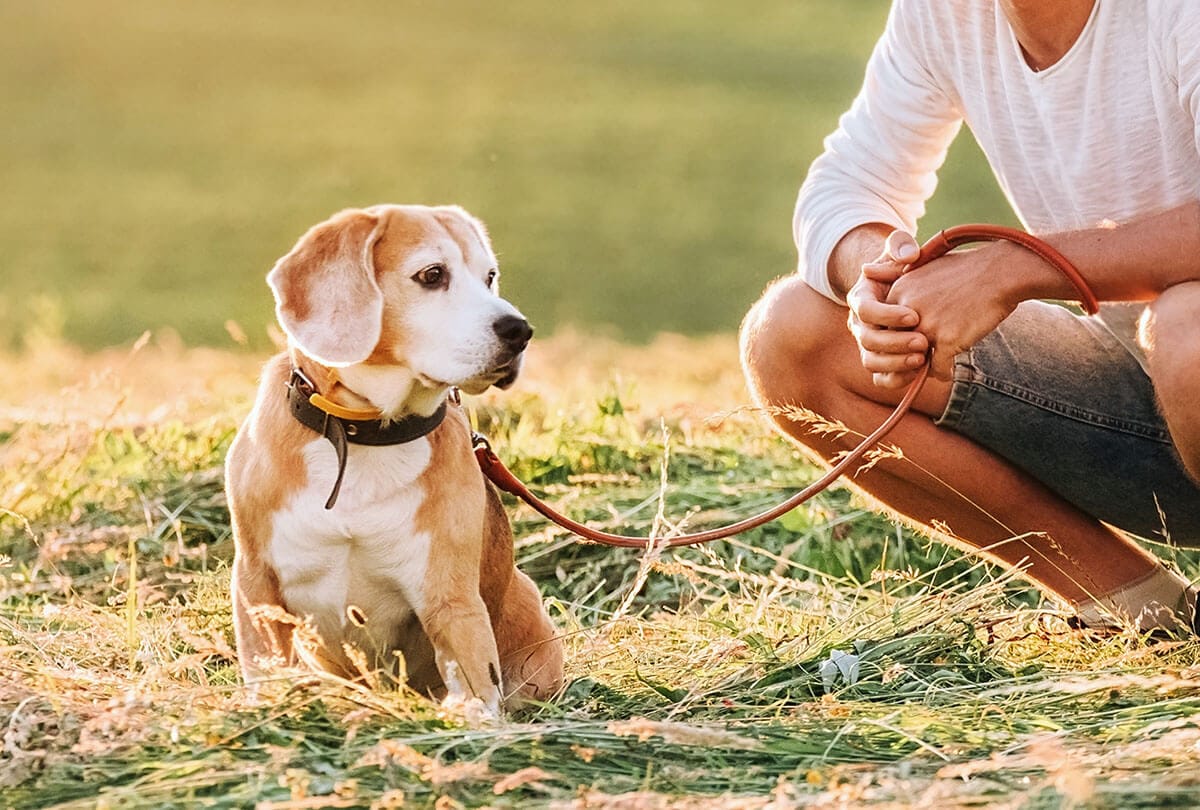 Why is my dog afraid of men? And how to help.