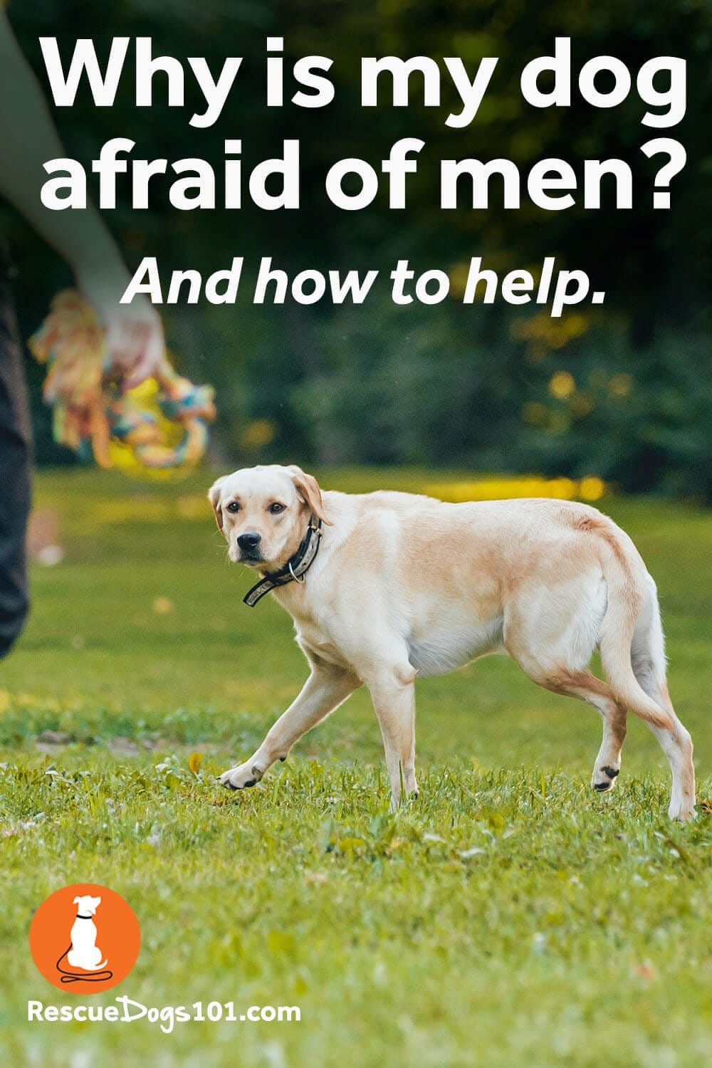 Why is my dog afraid of men? And how to help.