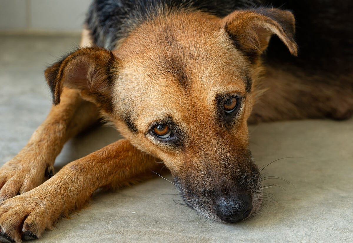 Do Dogs Remember Their Past?