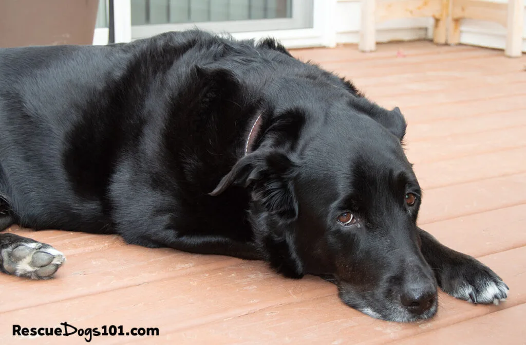 black dog laying on deck