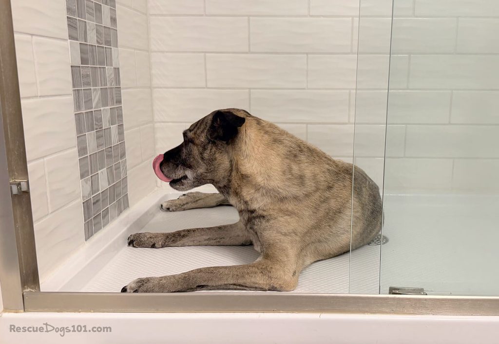 A scared dog laying down in a shower.