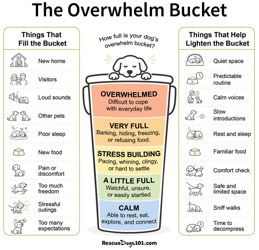 The Overwhelm Bucket for anxious rescue dogs.