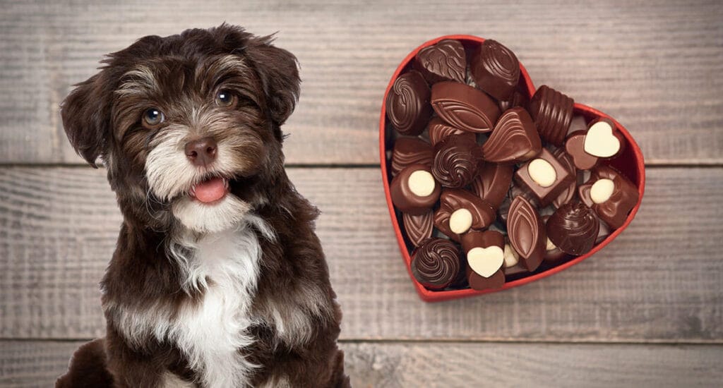 My dog ate chocolate, what should I do? (toxicity calculator)