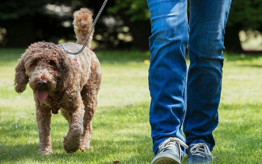 7 Dog Walking Etiquette Rules A Guide for Dog Owners