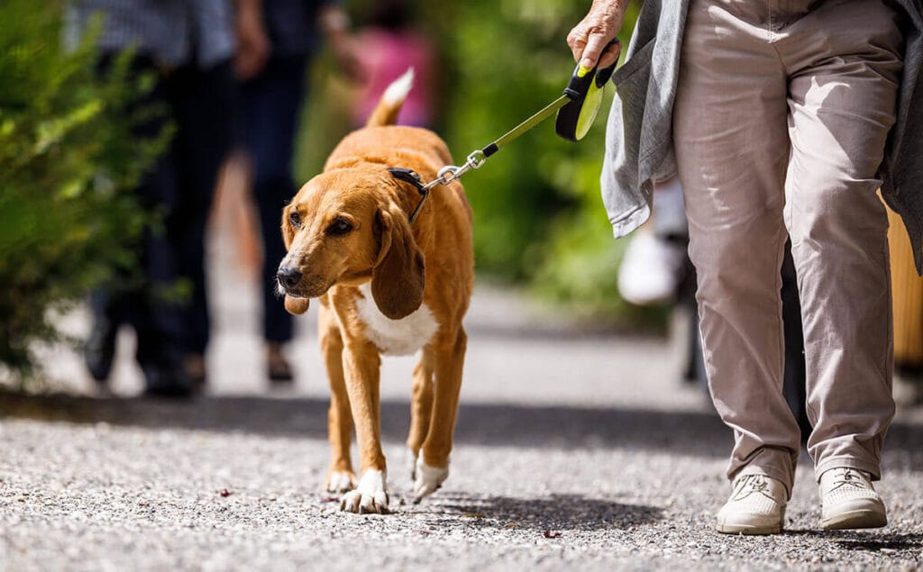 7 Dog Walking Etiquette Rules A Guide for Dog Owners