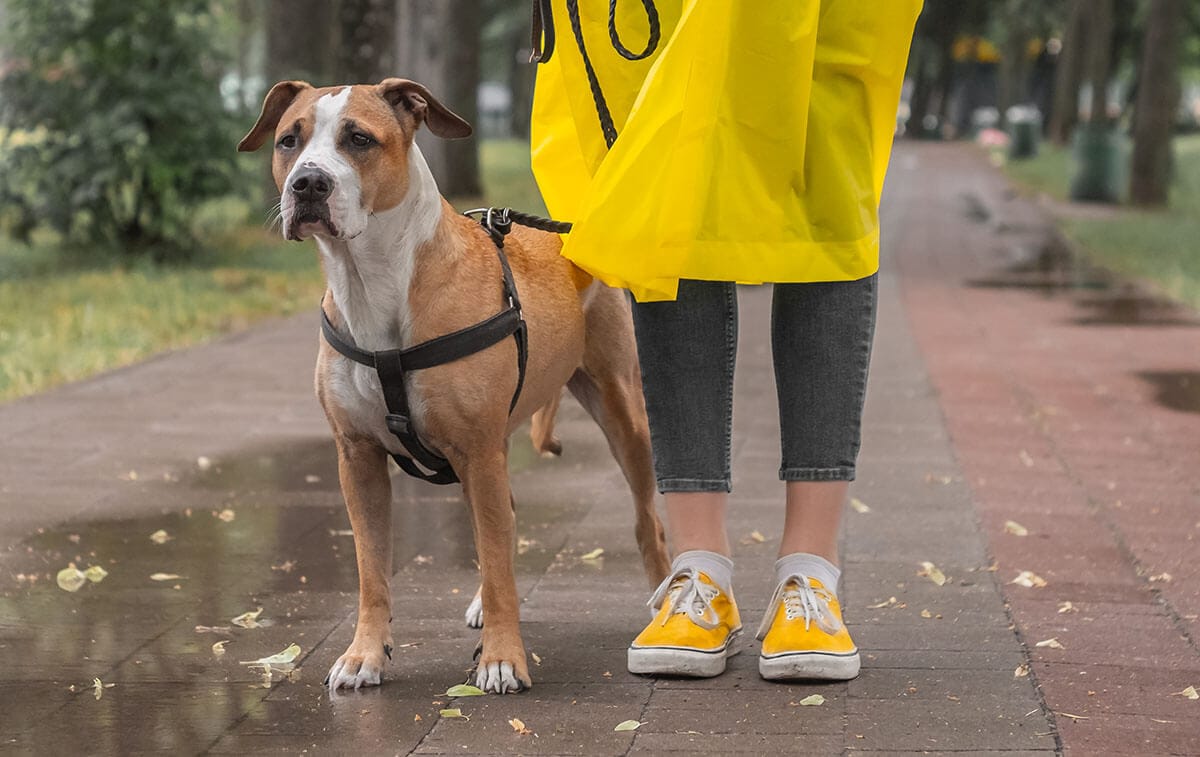 How often should I walk my dog and why?