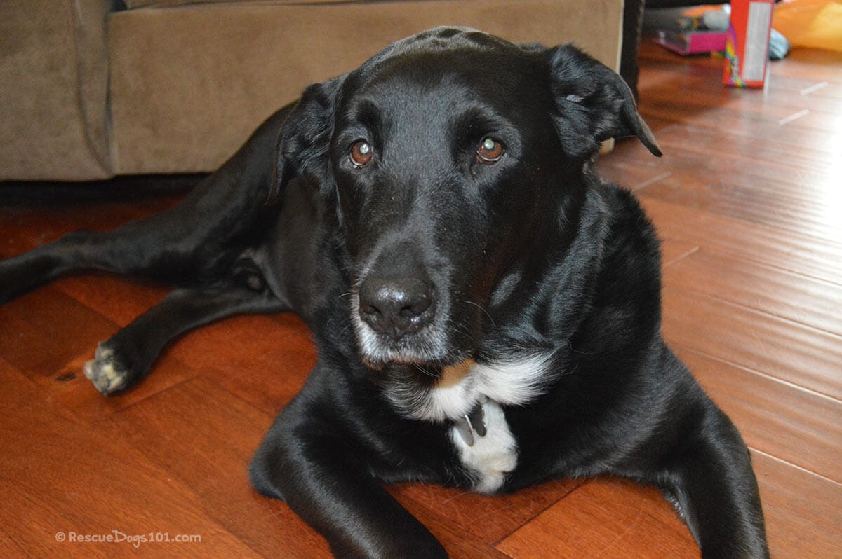 Rescue Dog Separation Anxiety Symptoms & Training