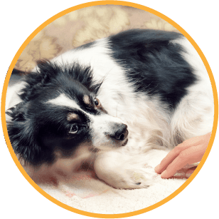 Super Dog Confidence Body Language Small black and white dog cowering in fear.