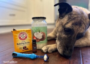 5 Homemade Dog Toothpaste Recipes - Eco Friendly Dog Toothpaste With Myrrh Essential Oil