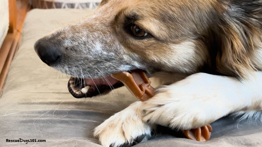 A dog chewing on a dental bone.