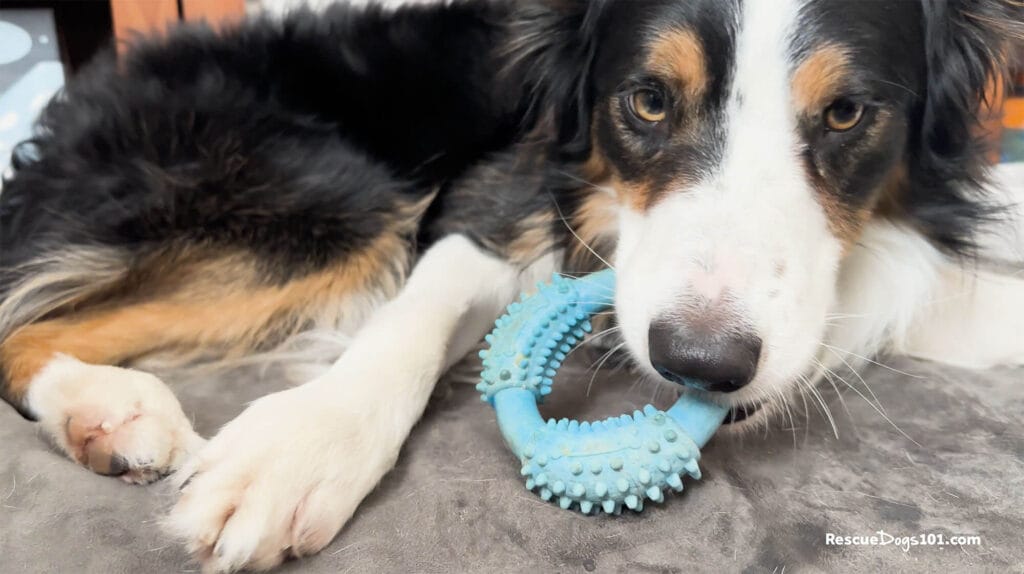 Dog chewing on a blue dental chew toy.