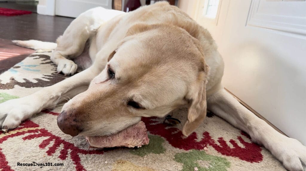 A big dog chewing on a raw knuckle bone for dental health.
