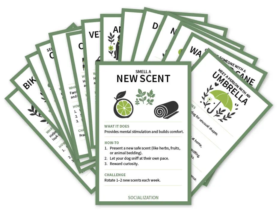 DogTrainingCards_Socialization_RescueDogs101 Socialization Dog Training Cards