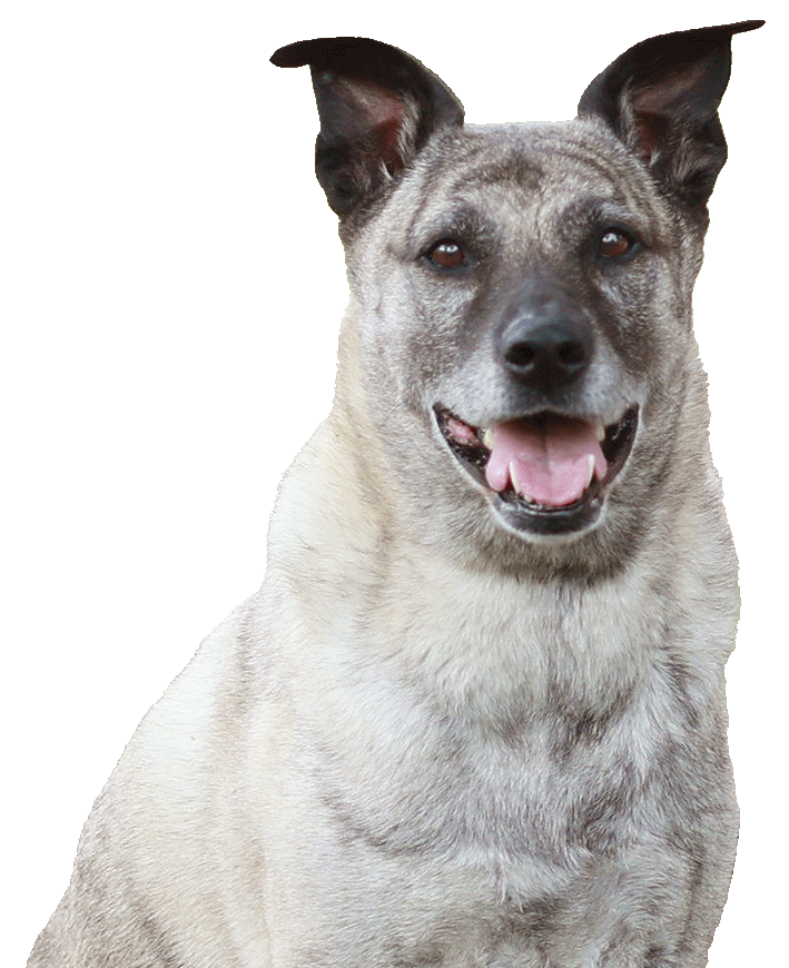 Ginger-MixedBreedDogx700 Mixed breed dog standing smiling.