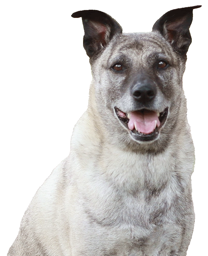 Ginger-MixedBreedDogx700 Mixed breed dog standing smiling.