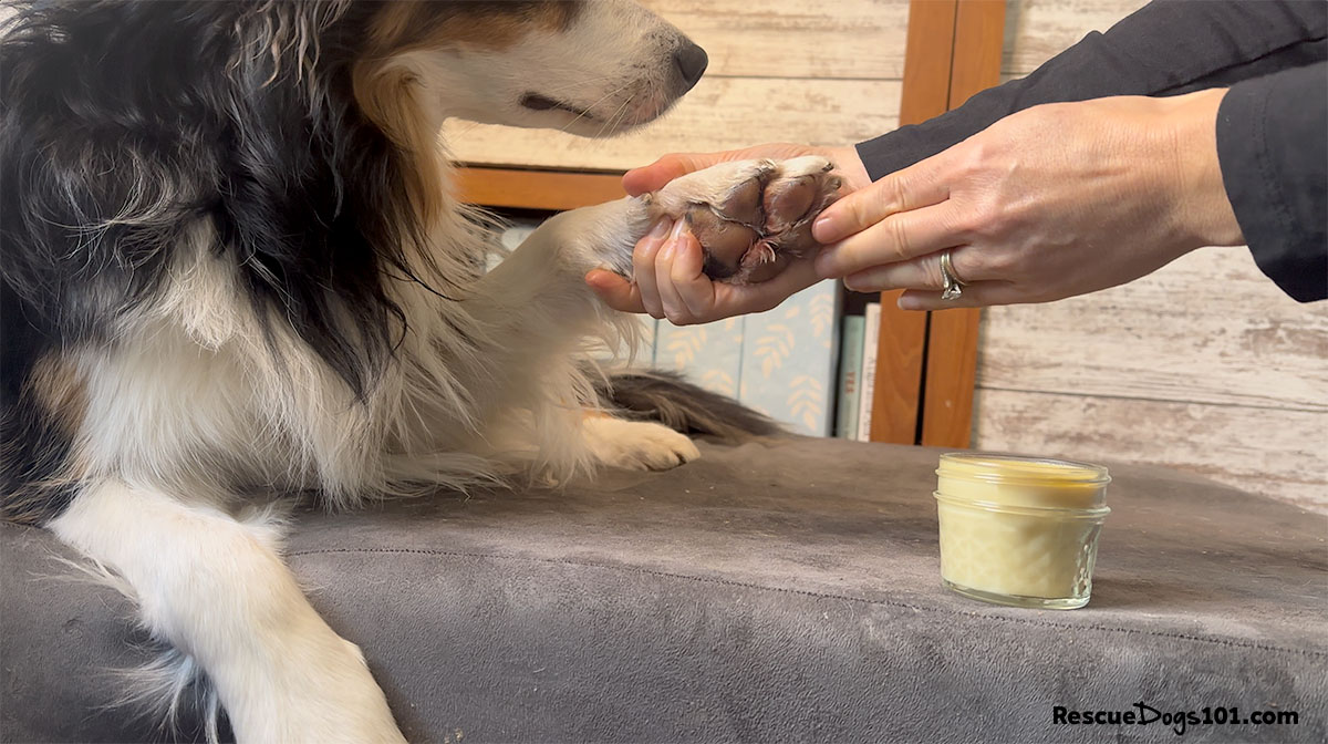 Applying balm to dog's paw.