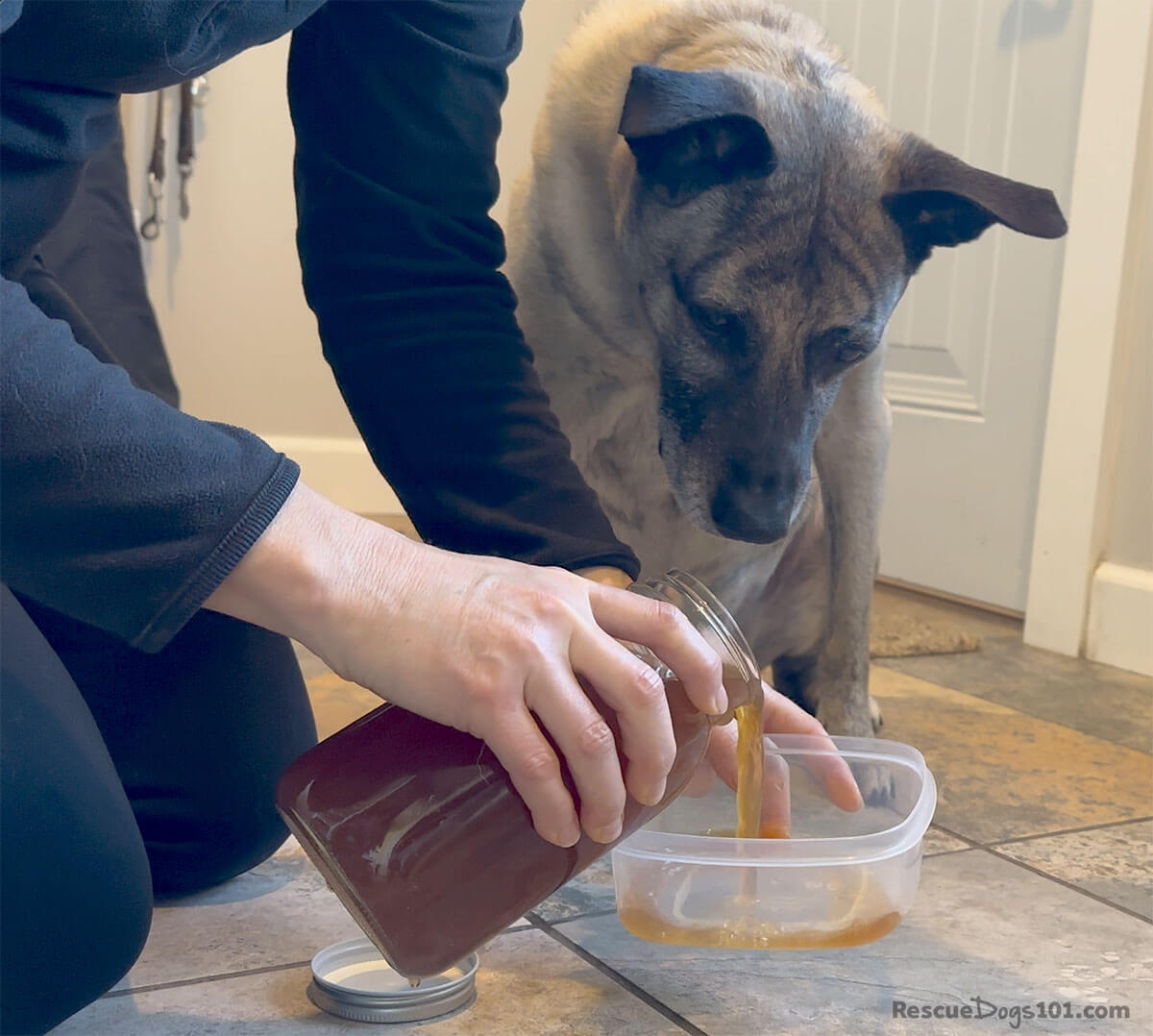 Dog watching paw soak preparation.