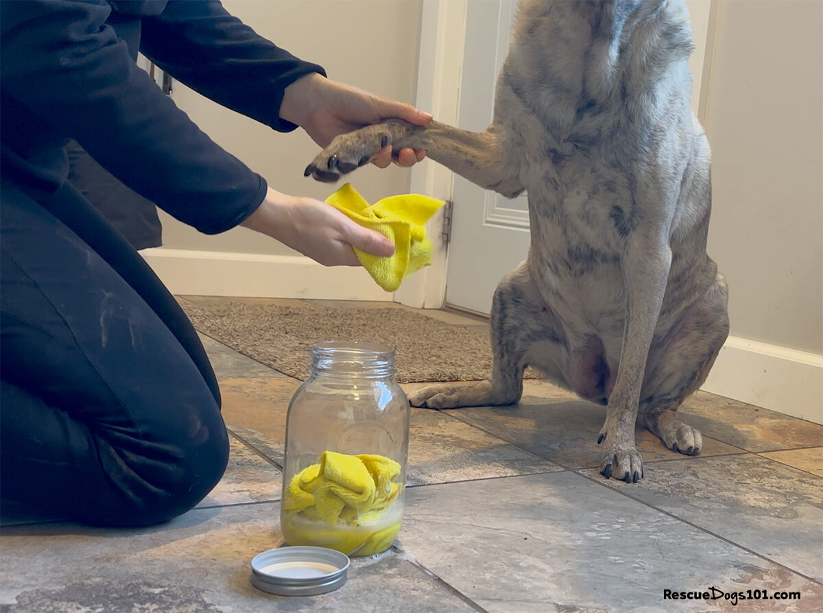 Cleaning dog's paw with homemade wipes.
