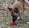 GSD dog sniffing ground