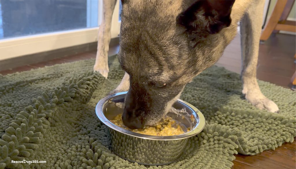 Dog eating from a metal bowl.