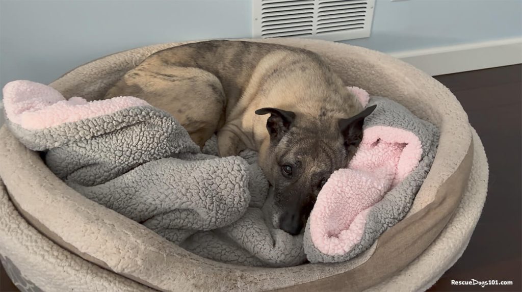 Dog resting in cozy dog bed.