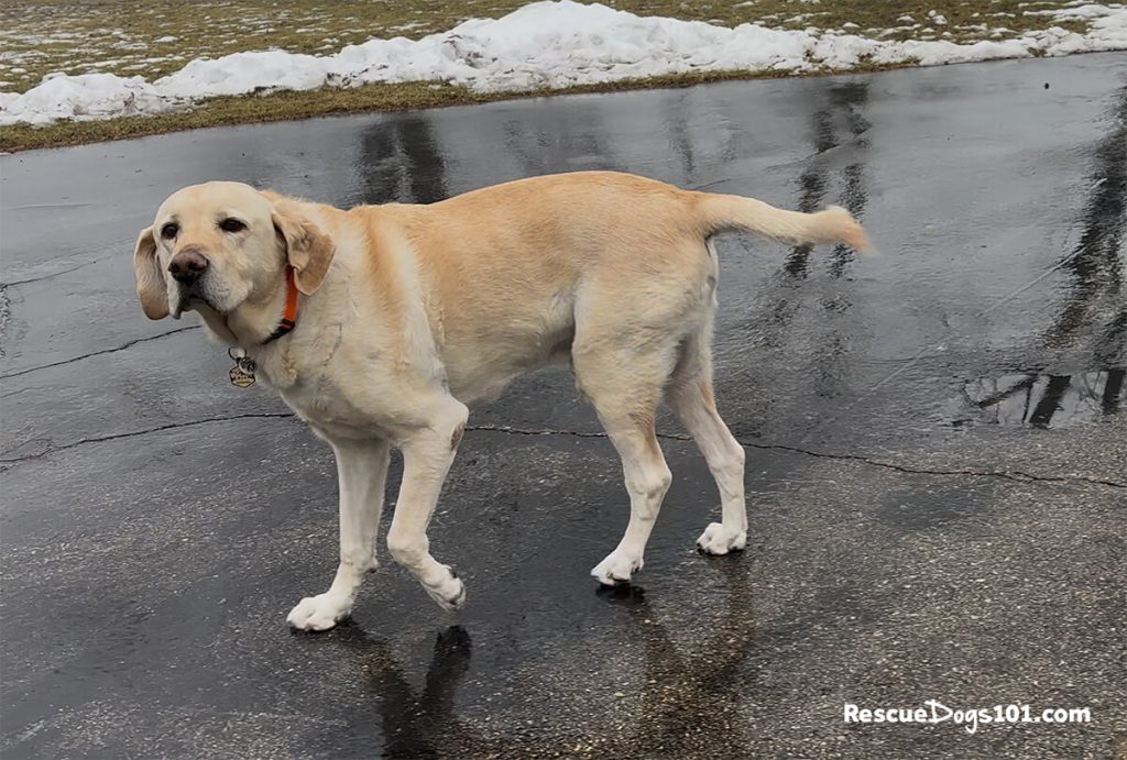 Dog walking on wet pavement.