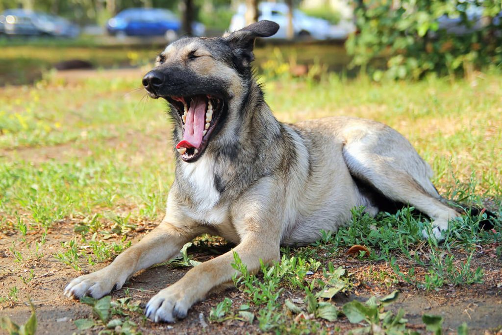 Dog yawning on grassy ground.