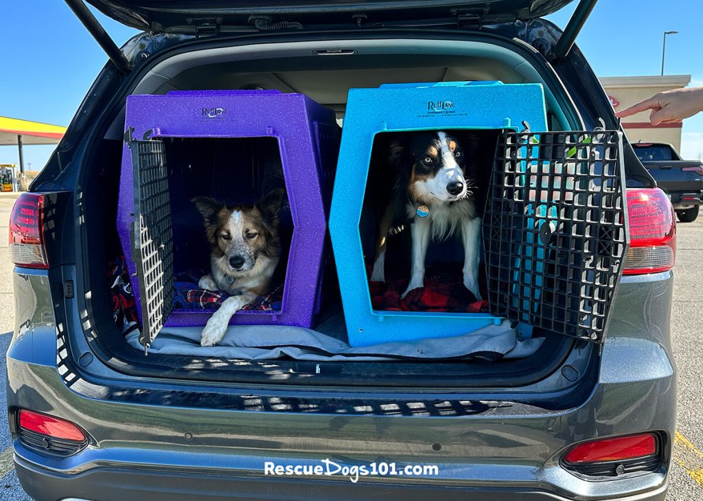 Two dogs in Ruffland Kennels in the back of a SUV.