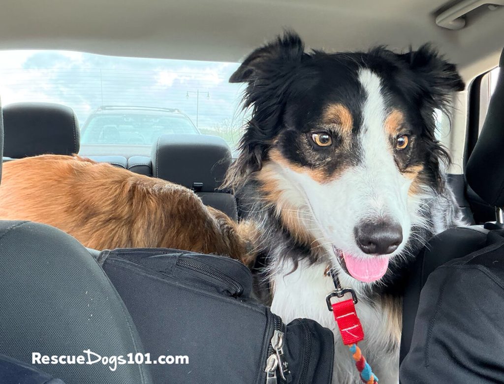 Two dogs sitting in the backseat of a car driving looking to the front seat.
