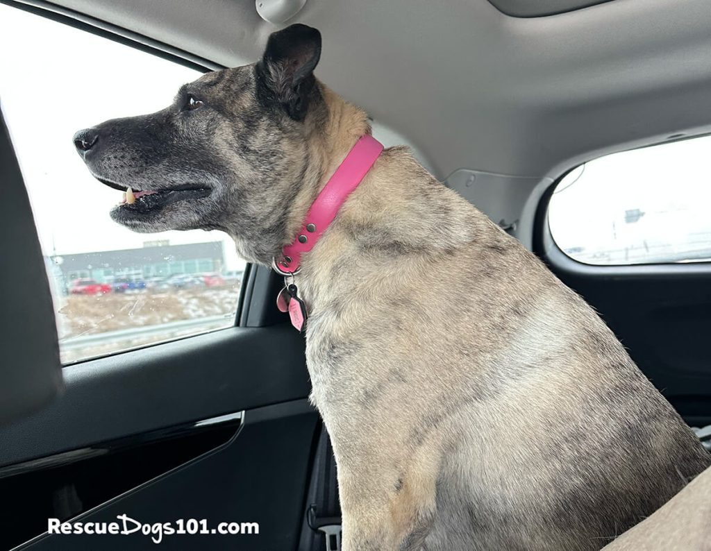A mixed breed dogs sitting in the backseat of a car, looking out the window.