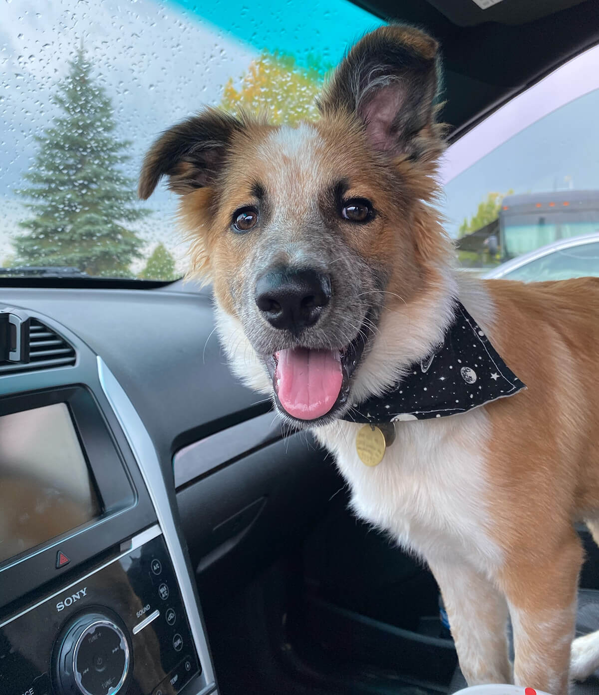 A young puppy standing in the front seat of a car, smiling with its tongue out.