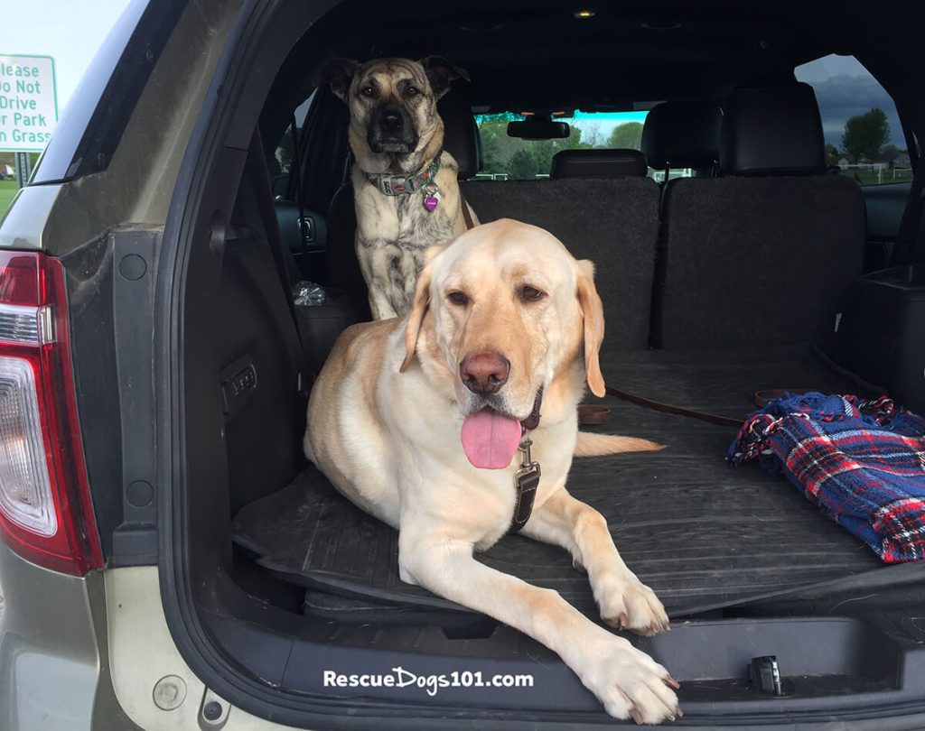 Two dogs sitting in the back of a SUV car.