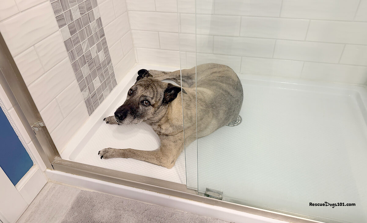 Ginger sitting in the shower during a thunderstorm because she chose it as her safe space.