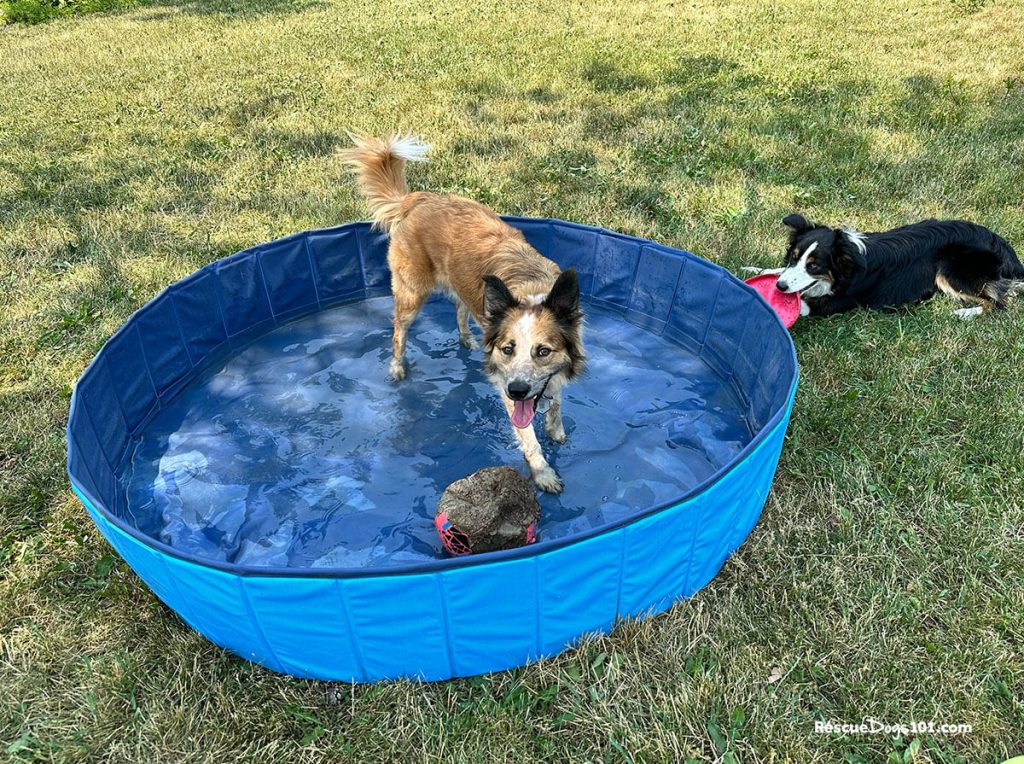 Our dog Thunder in the dog pool trying to cool down in the high heat summer temps.