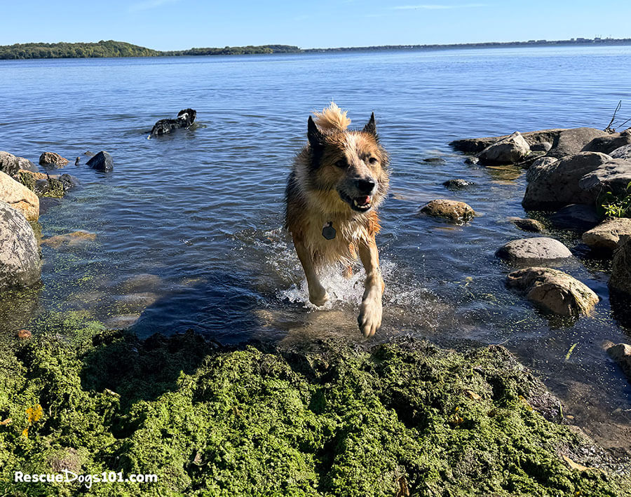 Dog running out of the lake water, with another dog in the background swimming.